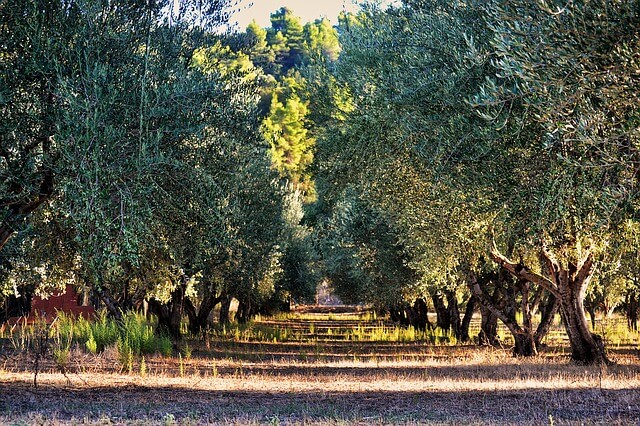 Olive Orchard Tour kretaxi.com